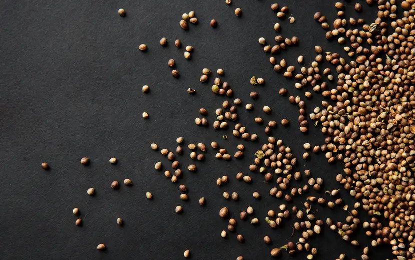 Semi di canapa: scopri le loro incredibili proprietà nutritive e le caratteristiche benefiche per la salute.