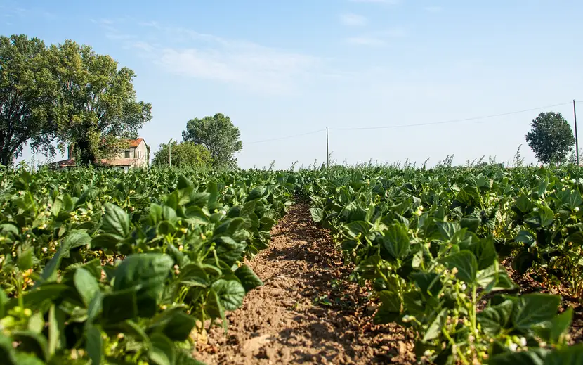 Agricoltura sostenibile Orogel: un rigoglioso campo di piante verdi coltivate nel rispetto dell'ambiente.