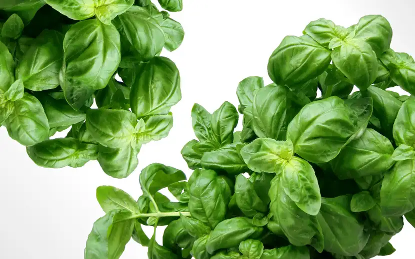 Dettaglio di foglie di basilico fresco su pianta coltivata per uso alimentare