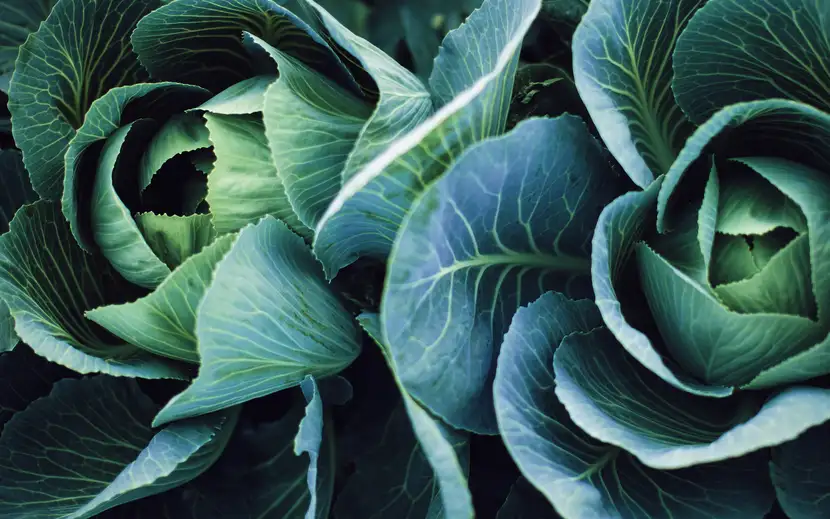 Verdure di stagione: i protagonisti dell'inverno. Primo piano di un cavolo cappuccio verde e rigoglioso.