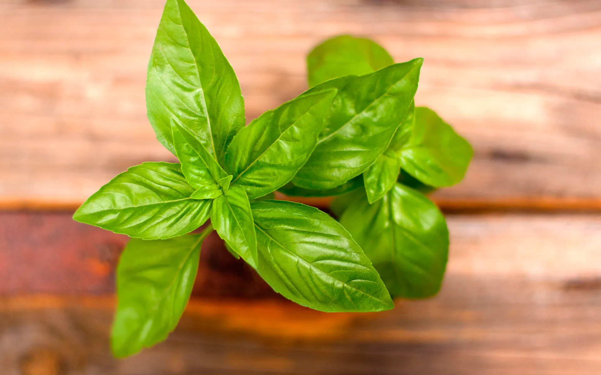 Basilico Orogel fresco e profumato, foglie verdi brillanti su un tavolo di legno, per un tocco mediterraneo.