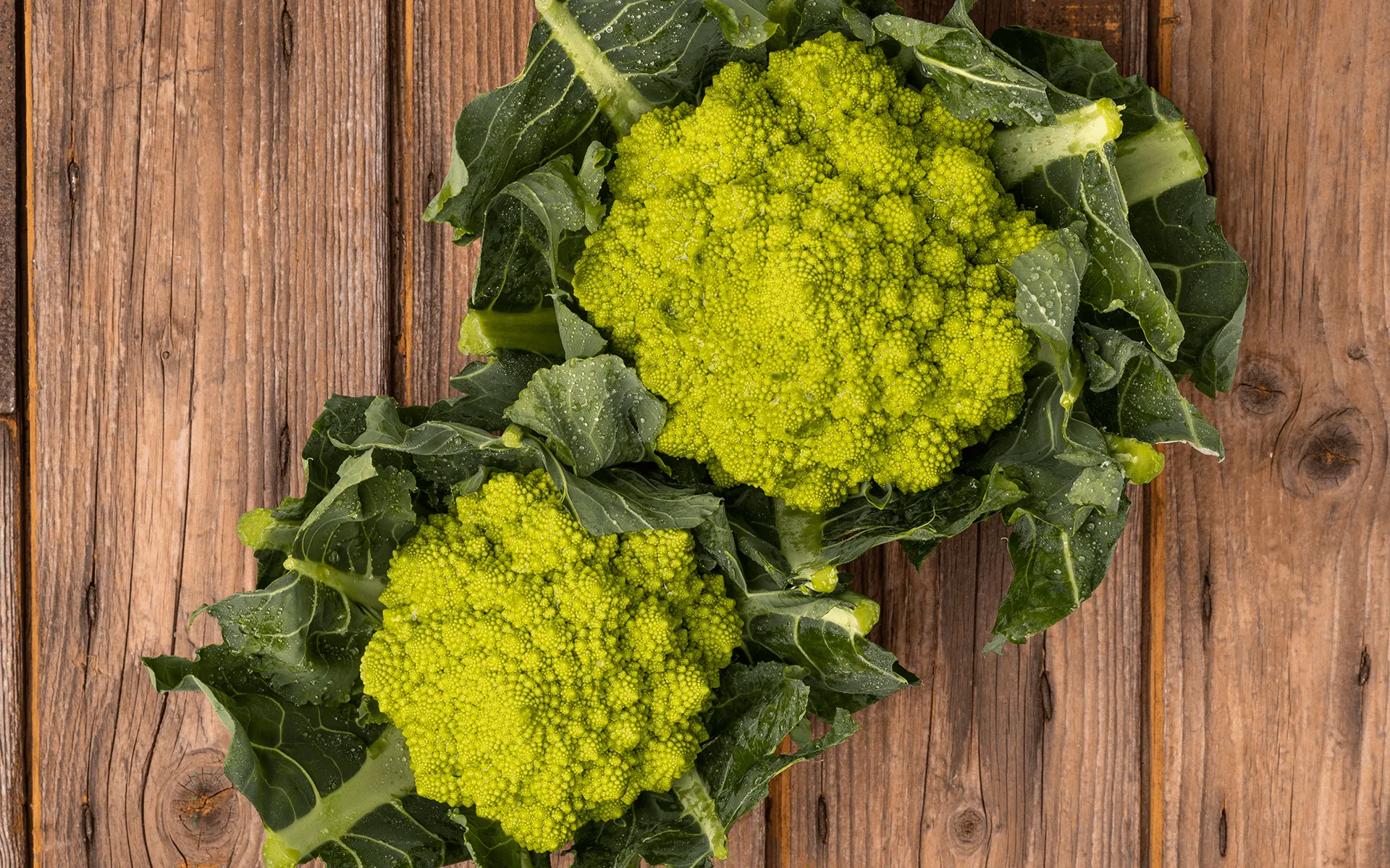 Cavolfiore Romanesco Orogel, con le sue caratteristiche cimette verdi a spirale.