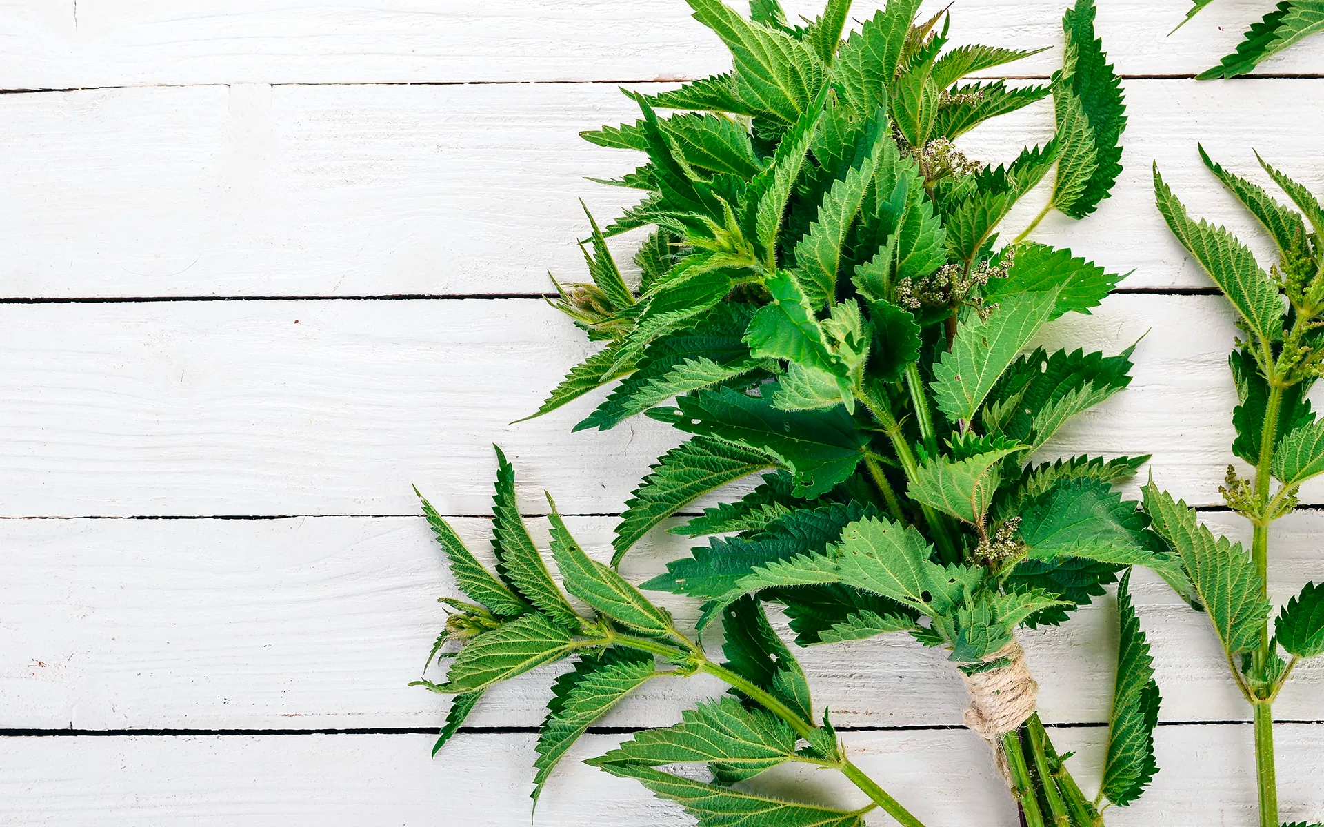 Ortica Orogel, foglie fresche e ricche di proprietà, su una superficie di legno bianco.