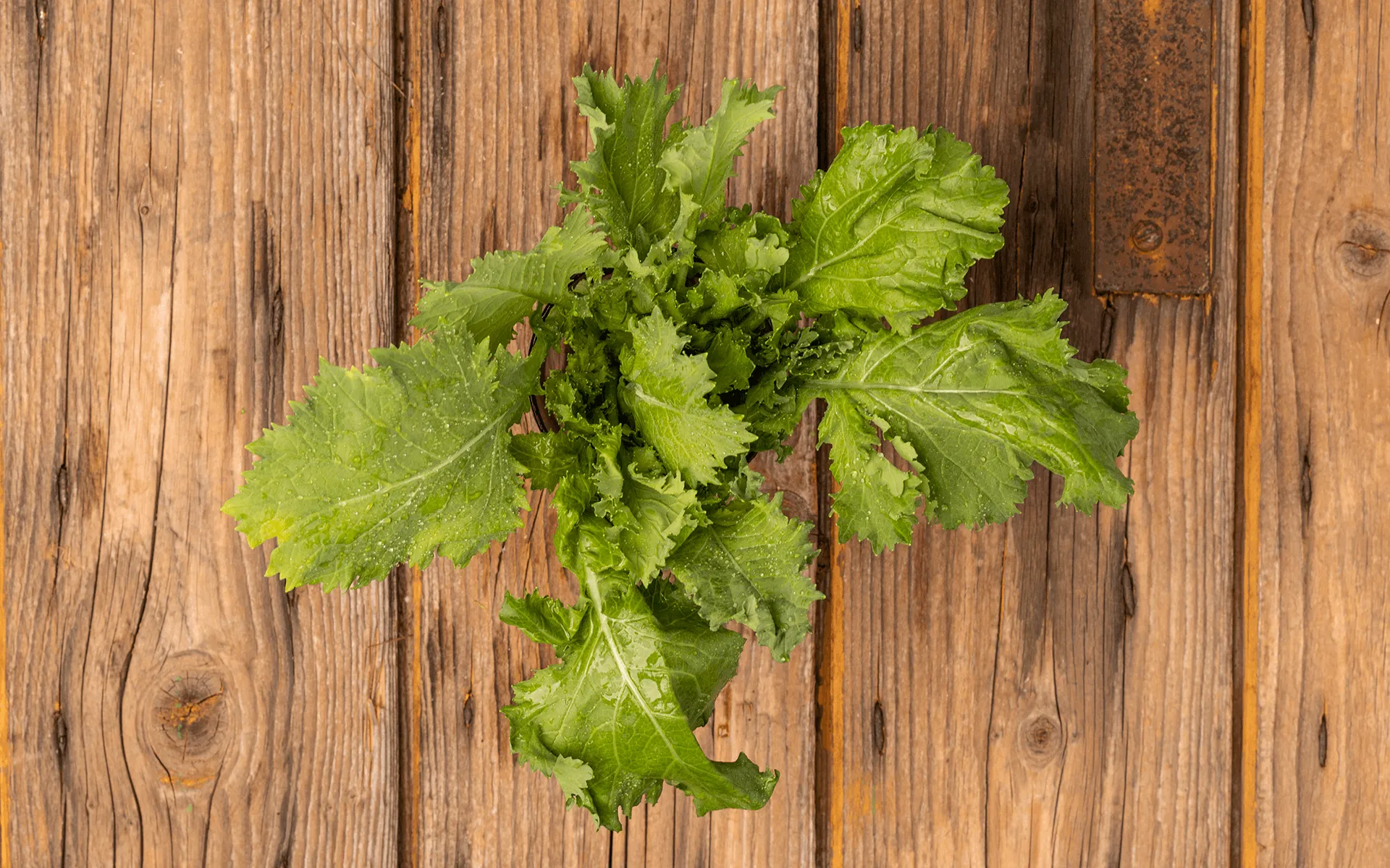 Verdure Campagnole Orogel, un mix rustico di verdure di campo, saporite e genuine.