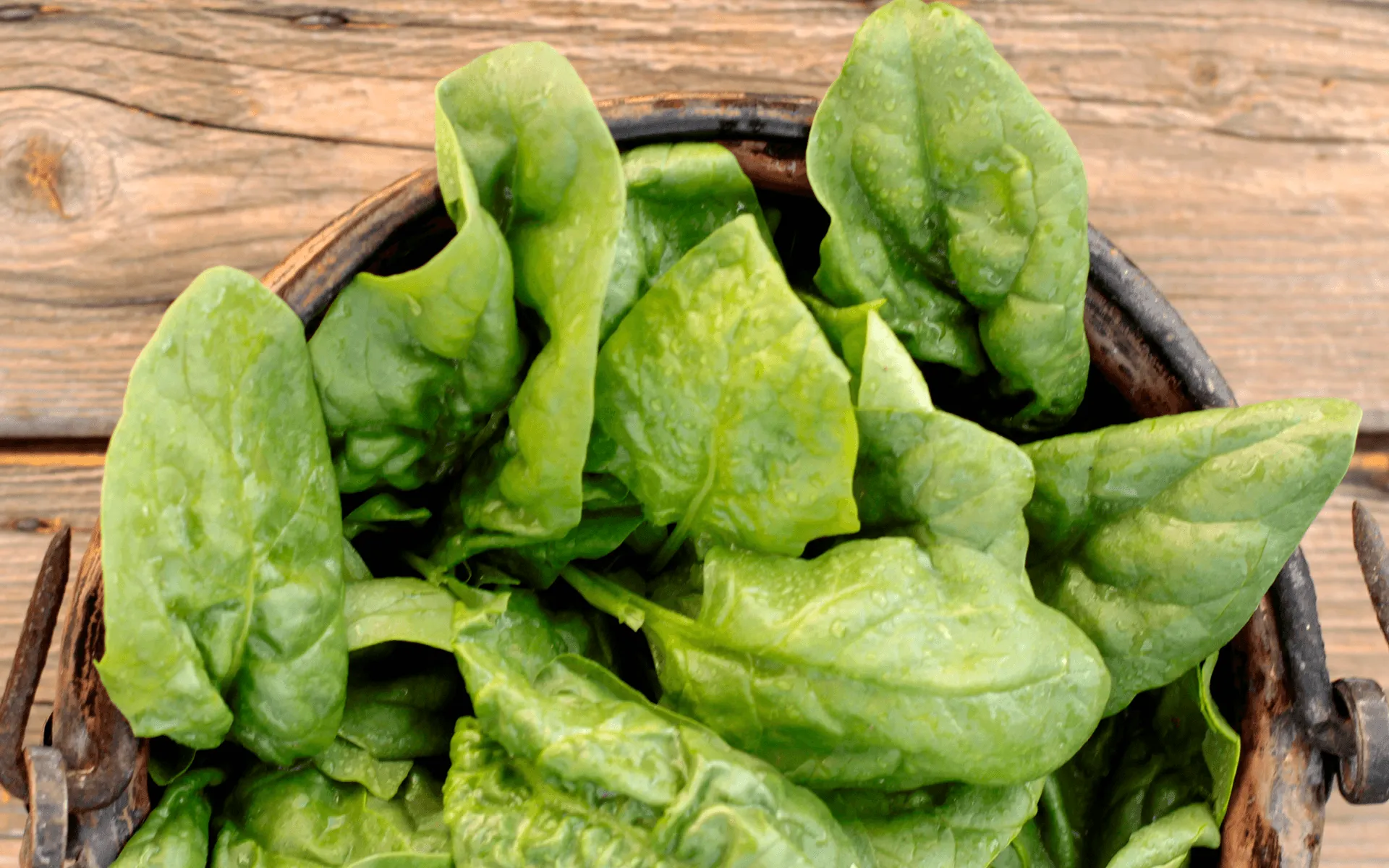 Spinaci Tritati Orogel, pratici e versatili per ripieni, salse o frittate.