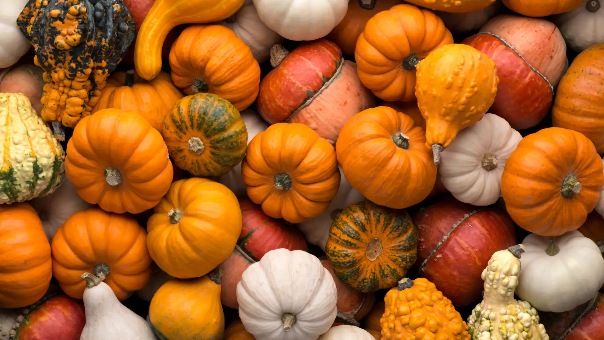 Diverse varietà di zucca