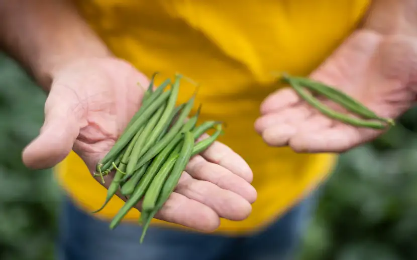 Scopri cos’è l’agricoltura sostenibile, perché è importante per la salute e l’ambiente e come scegliere prodotti più responsabili ogni giorno.