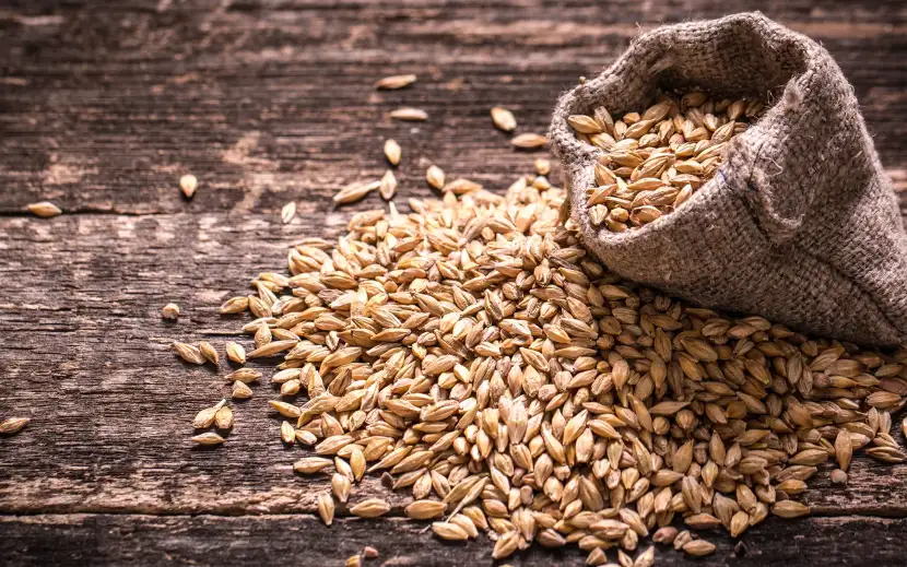 Cereali Orogel con glutine: un sacco di semi d'orzo, un cereale nutriente e versatile.