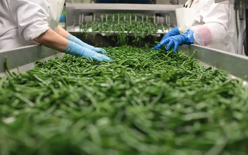Come surgeliamo Orogel: processo di surgelazione, un operaio seleziona fagiolini freschi.