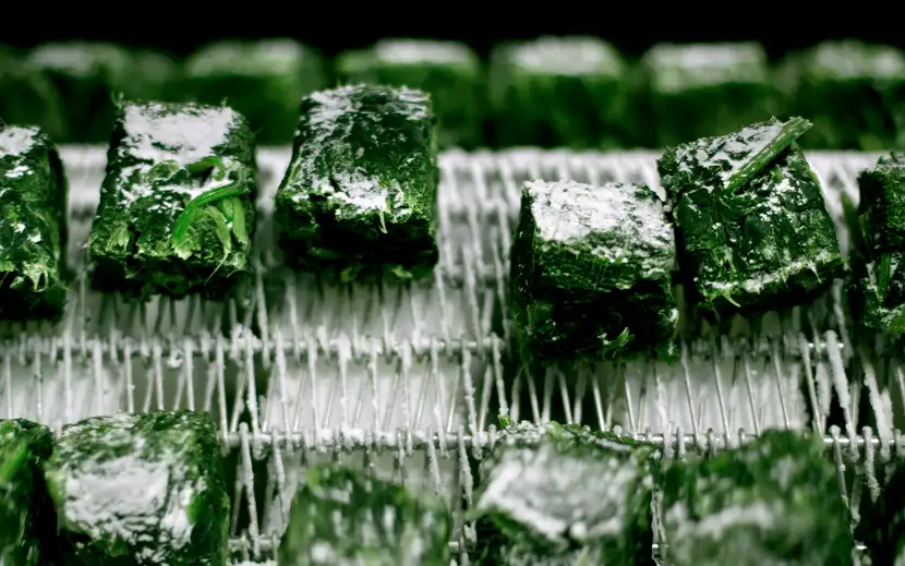 Processo di surgelazione Orogel: foglie verdi fresche trasportate per la lavorazione.